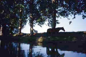 Cavalli al pascolo sulle rive del canale