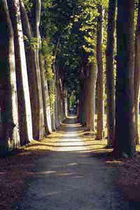 Il viale alberato a Naurouze