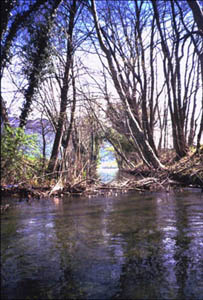 Galleria di alberi sul canale Lagadone